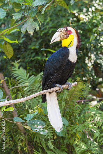 Wreathed Hornbill or bar-pouched wreathed Hornbill (Rhyticeros undulatus), Indonesia