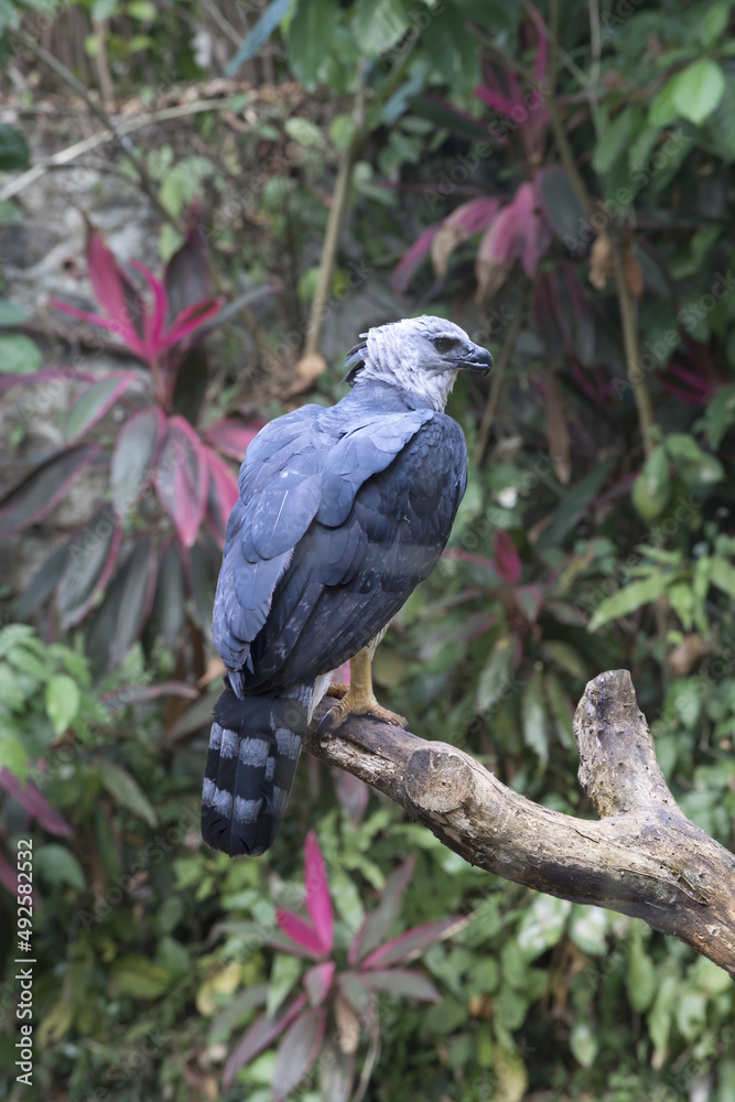 Harpy Eagle (Harpia harpyia) on a branch, Brazil Harpy Eagle (Harpia harpyia) on a branch, Brazil