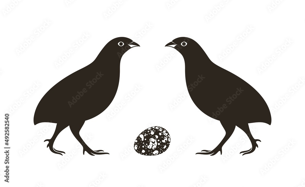Fototapeta premium California Quail. Isolated quail on white background