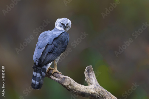 Photography Harpy Eagle (Harpia harpyia) on a branch, Brazil