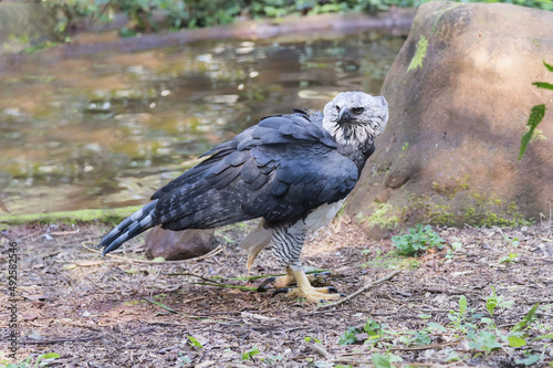 Harpy Eagle (Harpia harpyia) on the ground, Brazil photo