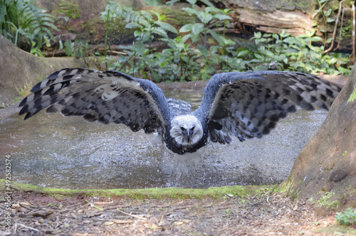Canvas Print Harpy Eagle ((Harpia harpyia) flying from a pond, Brazil