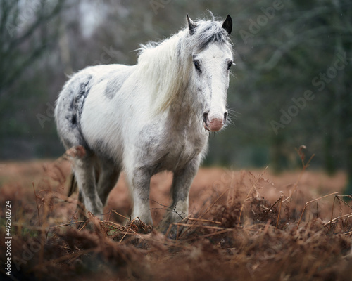 white horse in a fantasy scene 