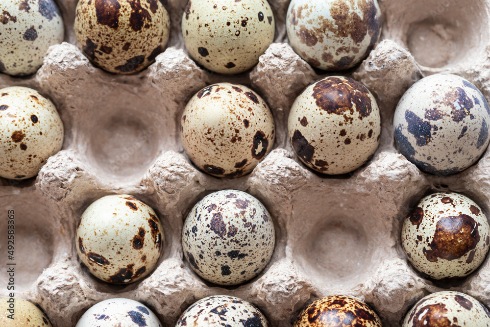 Obraz premium Organic farm quail eggs in paper container close up macro