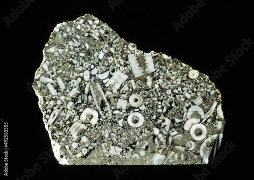 Cross section of limestone rock. Excellent example of crinoid sea lily fossils from Treakcliff Cavern, Castleton, Derbyshire, UK
