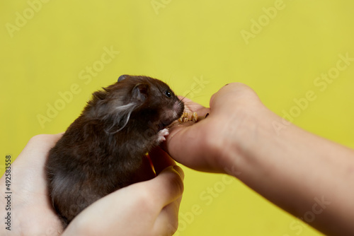 A Syrian hamster eats out of his hand on a yellow background