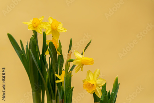 Spring blossoming daffodils , springtime blooming narcissus ,jonquill,flowers, selective focus photo