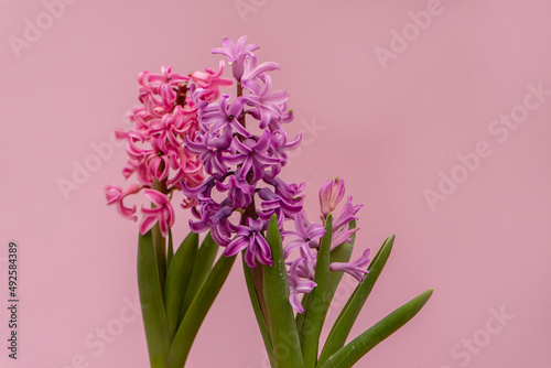 Pink hyacinth flower on a pink background. Spring. Floral Greeting card  March 8  mother s day  woman day