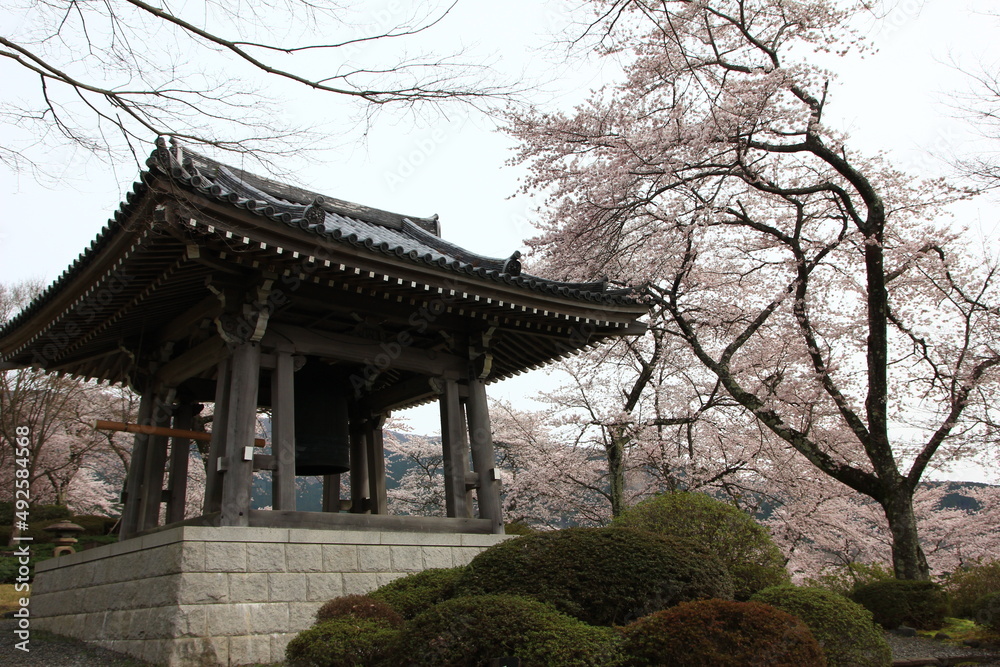 冨士霊園、春の景色。4月満開の桜で華やぐ公園墓地。