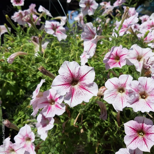 pink and white flowers
