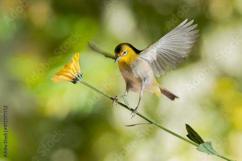 yellow billed hummingbird © Muntazeri