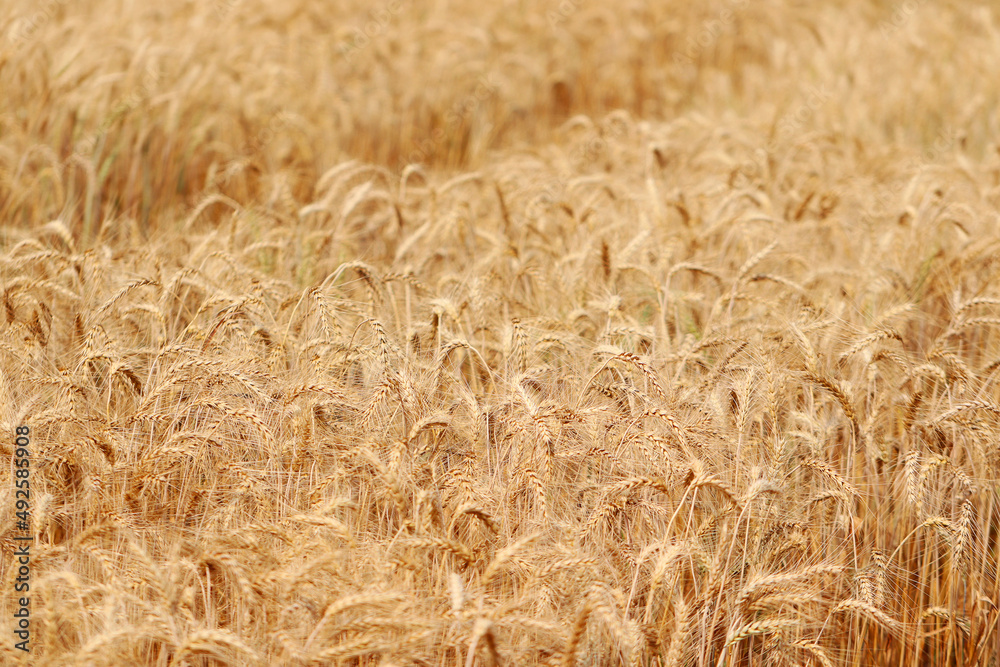 Golden wheat fields. The fully ripe wheat is ready to be harvested. Oats, rye, barley. wheat farming. Golden wheat fields. The fully ripe wheat is ready to be harvested. Oats, rye, barley. wheat farming.