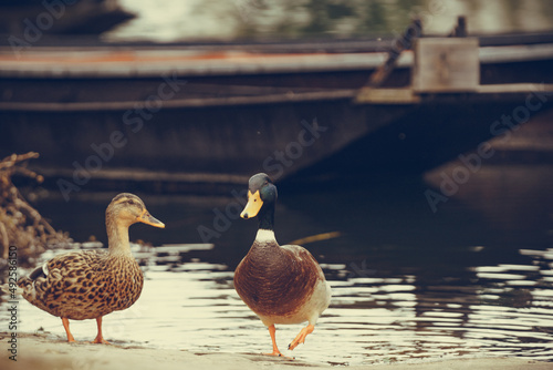 Wild drake and aduck at riverbank photo