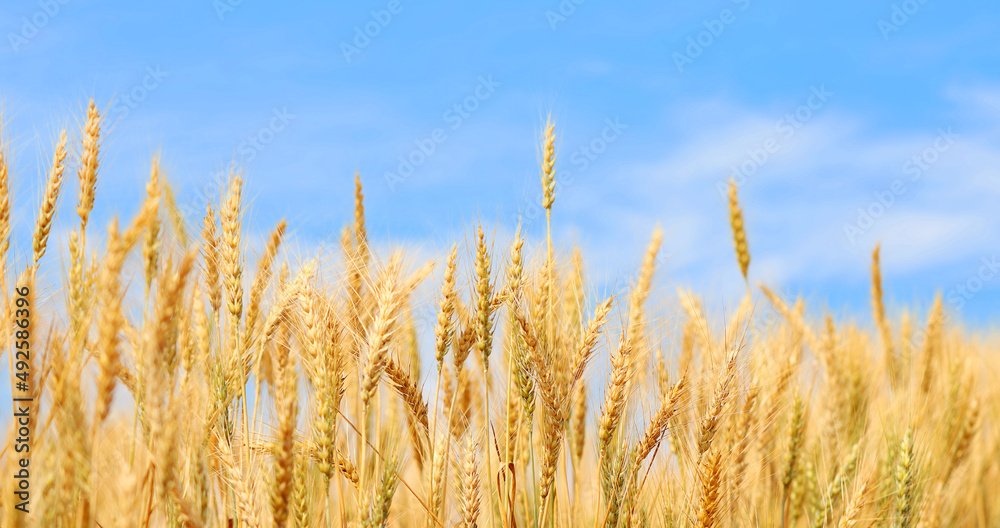 Golden wheat field at sunset with bright blue sky. Agriculture farm and farming concept Golden wheat field at sunset with bright blue sky. Agriculture farm and farming concept