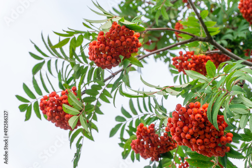 Rowan branch with bunches of red ripe berries against the sky