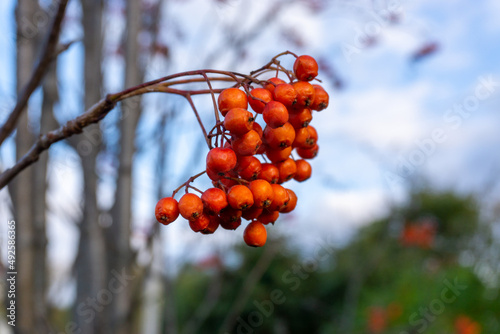 Rowan branch with bunches of red ripe berries against the blue sky.