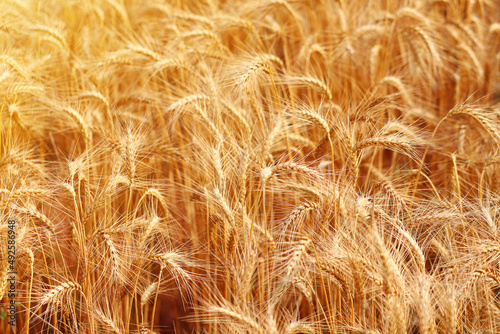 Golden wheat fields. The fully ripe wheat is ready to be harvested. Oats, rye, barley. wheat farming.