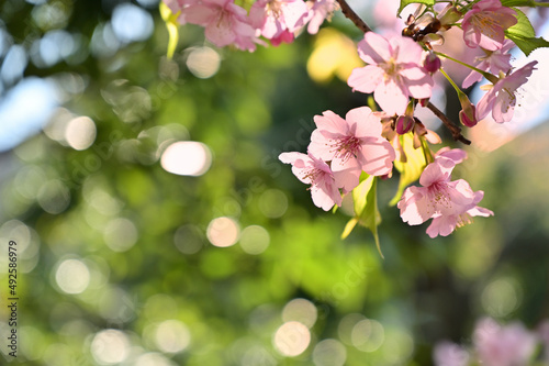 河津桜のアップ