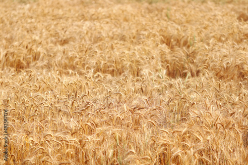 Golden wheat fields. The fully ripe wheat is ready to be harvested. Oats  rye  barley. wheat farming.