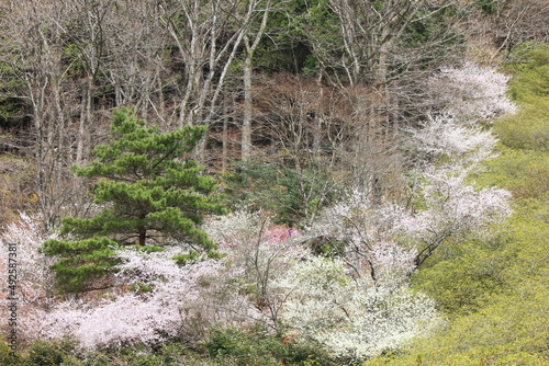 冨士霊園、春の景色。4月満開の桜で華やぐ公園墓地。 photo