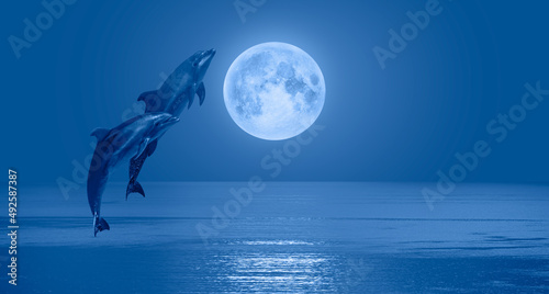 Fototapeta Naklejka Na Ścianę i Meble -  Silhoutte of dolphins jumping up from the sea with blue full moon 