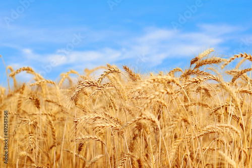 Golden wheat field at sunset with bright blue sky.  Agriculture farm and farming concept