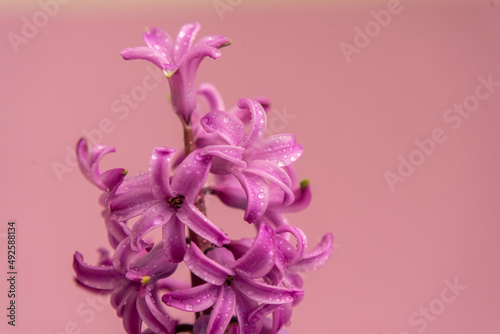 Pink hyacinth flower on a pink background. Spring. Floral Greeting card, March 8, mother's day, woman day