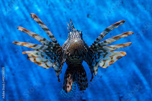 Fish Lion  Lionfish Warrior  Fish Zebra. seaquarium
