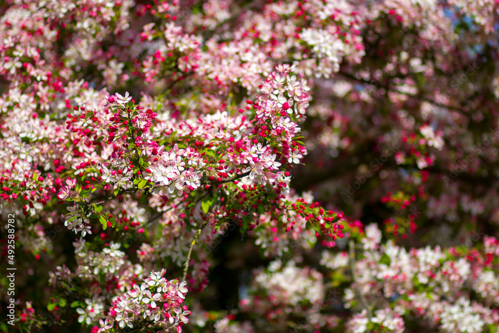Blossom tree - spring flowers