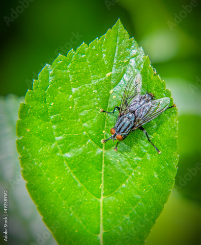 Flesh Fly in Frank Knowles/Little River Reserve, Dartmouth, Massachusetts photo