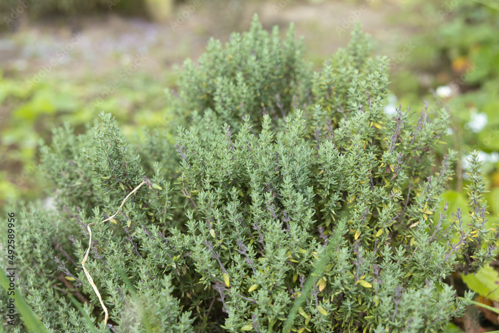 Green thyme bush in the garden. High quality photo Green thyme bush in the garden. High quality photo