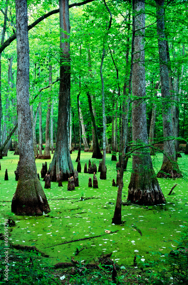 Water Tupelo trees and Bald Cypress trees in swamp habitat on the Natchez Trace Parkway. N.E. of Jackson, Mississippi, USA Water Tupelo trees and Bald Cypress trees in swamp habitat on the Natchez Trace Parkway. N.E. of Jackson, Mississippi, USA