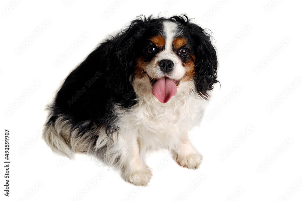 Happy Cavalier King Charles Spaniel dog