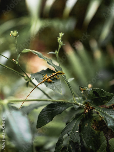 El Yunque Rain Forest Puerto rico lovely lizard