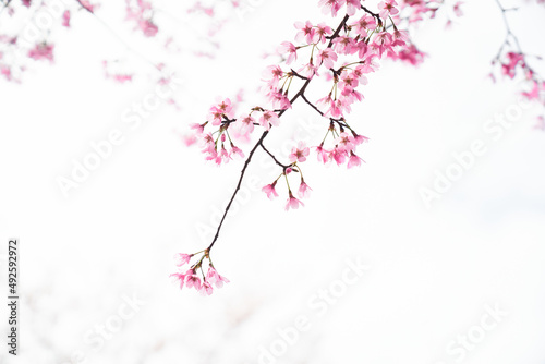 Pink Cherry Blossoms Reflected In The Backlight © 수동 김