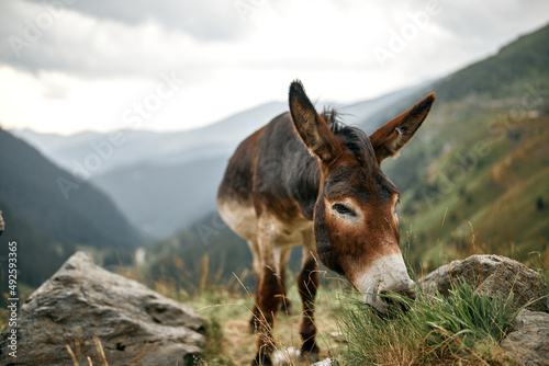 one donkey in the mountains in nature landscape chews transfagaras grass