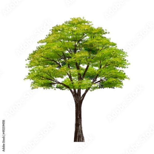 watercolor tree side view isolated on white background  for landscape plan and architecture layout drawing, elements for environment and garden