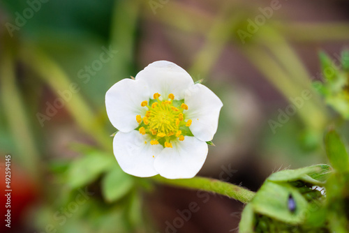 Strawberry Flower in organic farm garden