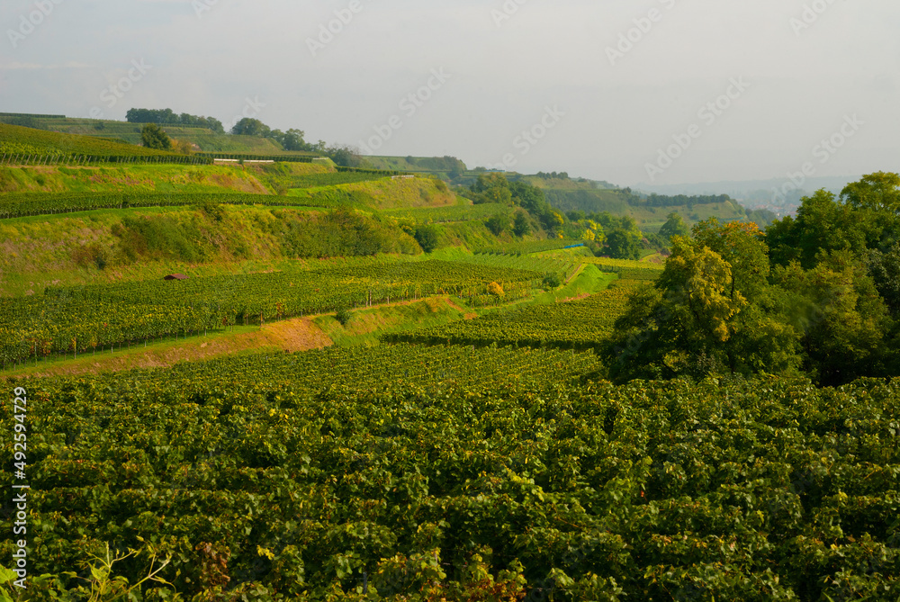 Weinberge Reben