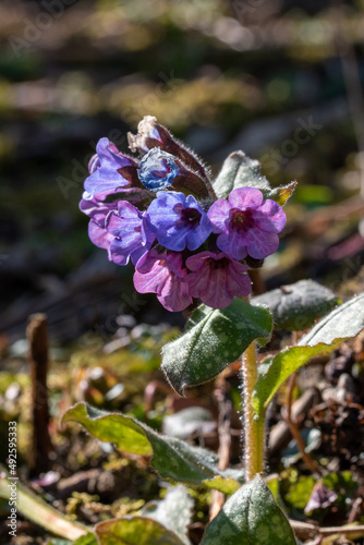 Das Gefleckte Lungenkraut, Pulmonaria ist eine ausdauernde krautige Pflanze. Es enthält unter anderem Kieselsäure, Gerbstoffe und Mineralien und wirkt dadurch hustenreiz- und entzündungshemmend. photo