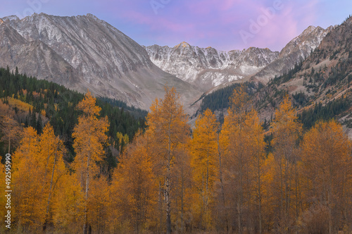 Landscape at dawn with aspens and conifers of the Elk Mountains in autumn, Castle Creek Road, near Aspen, Colorado, USA