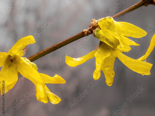 yellow Forsythia in the spring