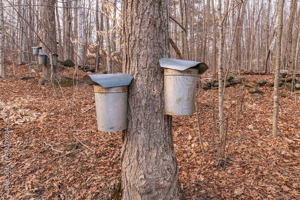 Old fashioned galvanized maple syrup sap buckets hung for spring maple syrup flow in Vermont a sure sign of spring Old fashioned galvanized maple syrup sap buckets hung for spring maple syrup flow in Vermont a sure sign of spring