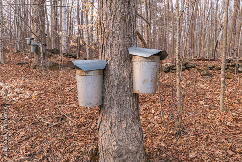Old fashioned galvanized maple syrup sap buckets hung for spring maple syrup flow in Vermont a sure sign of spring