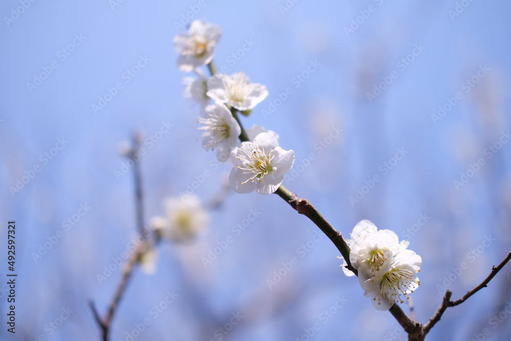 Obraz premium 晴れた日に映える満開の梅