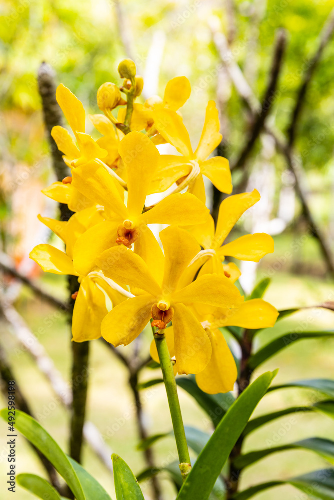 Obraz premium Beautiful orchid in the garden.