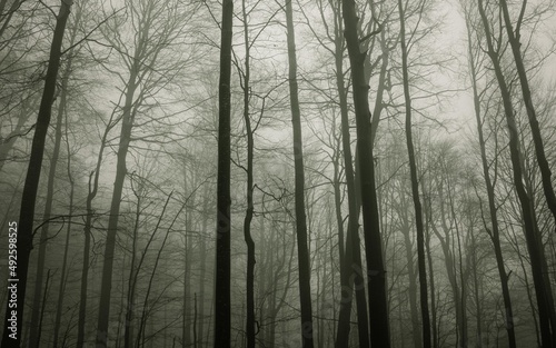 Poland moody green forest with fog, Bieszczady, Poland