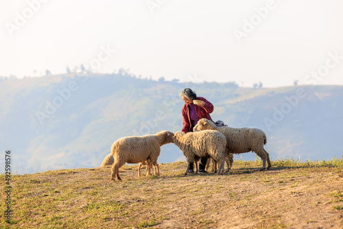 senior woman with her sheeps in field on mountain farmland  She feeding and playing with lovely sheeps at morning of the day