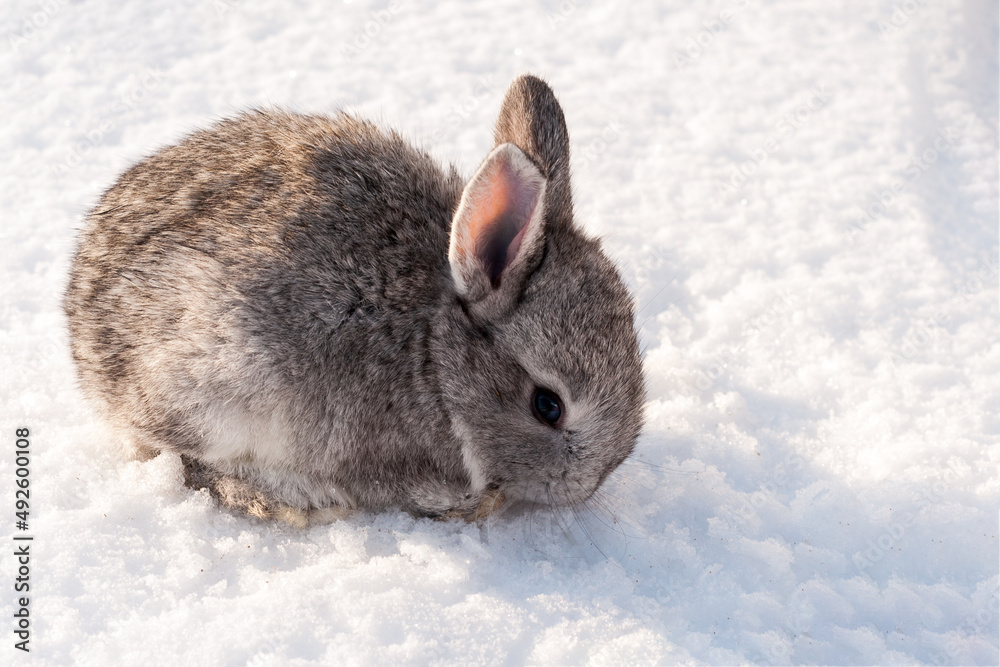 25 day old rabbit. A cute little gray rabbit hid in the snow. 2023 is the year of the rabbit. 25 day old rabbit. A cute little gray rabbit hid in the snow. 2023 is the year of the rabbit.