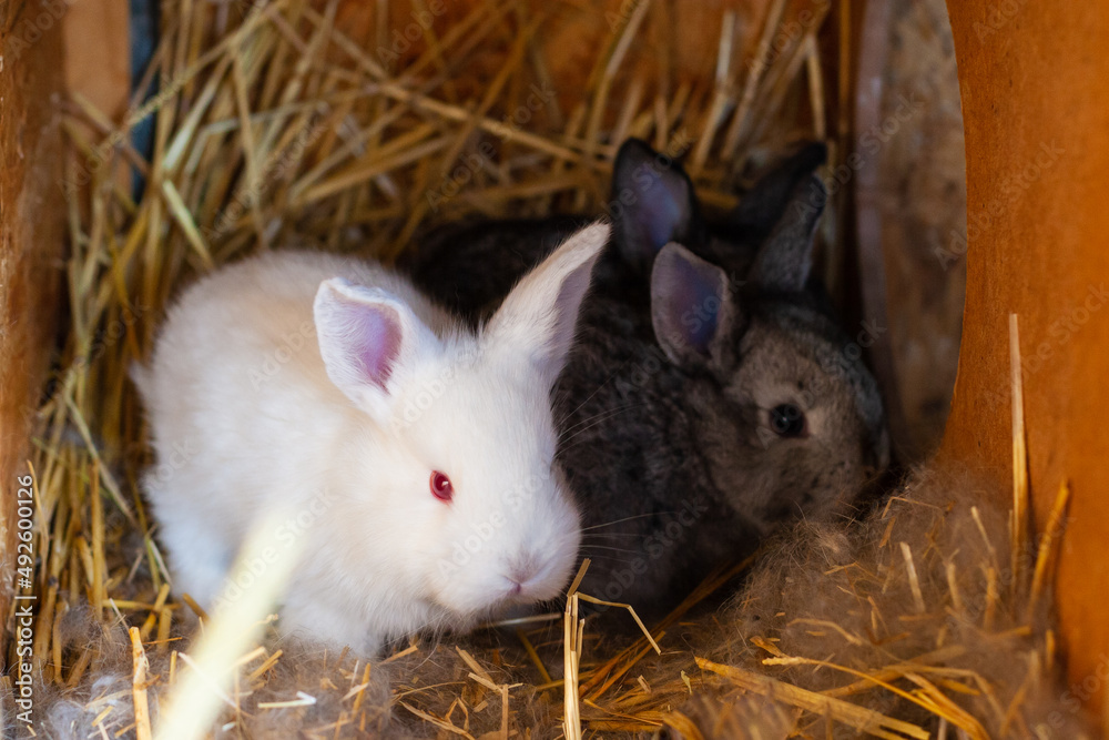 Fototapeta premium 25 day old rabbit. A brood of rabbits in the nest. 2023 is the year of the rabbit. Little rabbits of various colors.